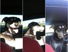 Dogs reaction the moment he realized his owner just passed the dog park and is headed to the Vet.