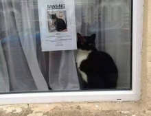 Either They Forgot To Take Down The Missing Poster Or The Cat Has An Identical Twin.