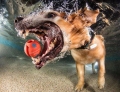Amazing picture of dog under water fetching a ball
