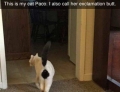 Cat nicknamed exclamation butt for a good reason.