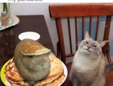 Excuse me waiter, there's a hare in my pancakes.