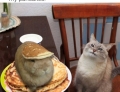 Excuse me waiter, there's a hare in my pancakes.