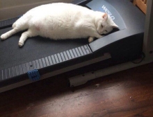 Fat cat found a better use for the treadmill.