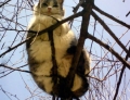 Fat cat is pushing its luck on this skinny tree branch.
