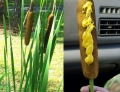 Found some corn dogs growing wild.