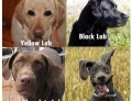 Four Different Dog Breeds Of The Labrador Retriever