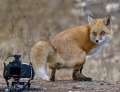 Fox shows how much it dislikes cameras by taking a poop right in front of it.