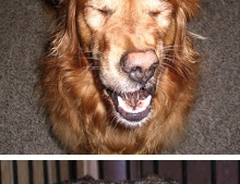 Funny Pictures Of Dogs Taken Right Before They Sneeze.