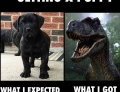 Getting a Puppy: Expectation vs. Reality