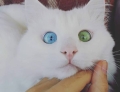 Blue eyes or green eyes? This cat has both.