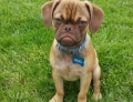Grumpy Pup named Earl is the canine version of Grumpy Cat.