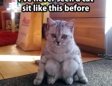 Have you ever seen a cat sit like this before?