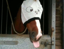 With a funny fly mask, you too can have a herp derp horse.
