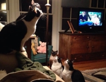 Hours of entertainment is to be had by watching cats stare at a bug in a lamp shade.