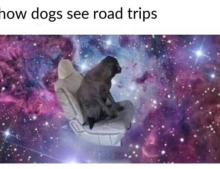 How dogs see road trips.