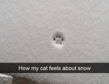 How my cat feels about snow.