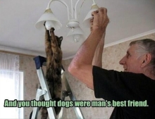 How to change a lightbulb. Get your cat to help.