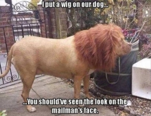 How to scare the mailman using a wig.
