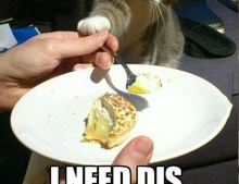 I Need Dis cat is always hungry.