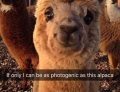 If only I can be as photogenic as this alpaca.