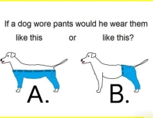 If a dog wore pants.