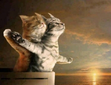 If the actors in the movie Titanic were cats.