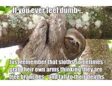 If You Ever Do Something That You Think Is Really Dumb Don't Worry It Could Be Worse. You Could Be A Sloth.