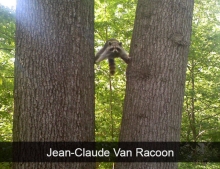 Jean-Claude Van Raccoon