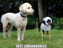 Just a couple of Labradoodle's hanging out in the yard.