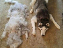 Just brushed my dog, and made a new one.