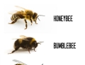 Know your bees.