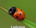 Ladybug + Pug = Ladypug