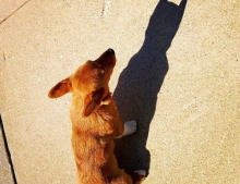 Little dog is actually batman in disguise.