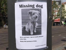 Missing dog.