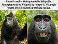 Monkey Steals Photographers Camera To Take a Selfie And Owns The Rights To The Picture According To Wikipedia.