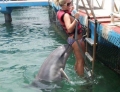 More proof dolphins are extremely intelligent