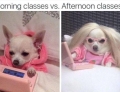 Morning classes vs. Afternoon classes