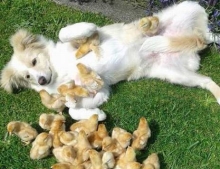 My dog gets all the chicks.