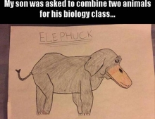 My son was asked to combine two animals for biology class. Presenting the Elephuck.