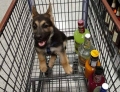 New German Shepherd puppy requires booze.