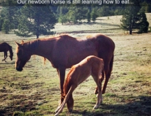 Newborn horse is still in the process of learning how to eat.