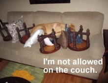 Not even obstacles can stop this dog from sleeping on the couch.