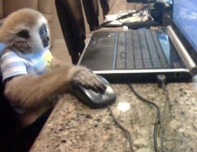 On the internet, no one knows you're a monkey.