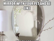 Pet owners and mirrors.
