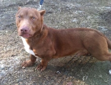 Pit Bull and a Dachshund were crossbred and this is the result.