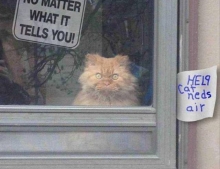 Please don't let the cat out, no matter what it tells you!