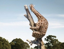 Poor giraffe must have seen a mouse since it is hiding up in a tree.