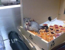 Possum Breaks Into Bakery And Stuffs His Face With Pastries Until He Was So Full He Couldn't Move.