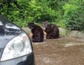 Pretty sure I saw two cats doing a drug deal today.