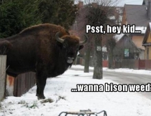 Psst, hey kid. Wanna bison weed?